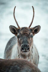 Curious reindeer in snowy landscape