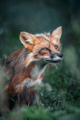 Intense fox gaze amid foliage