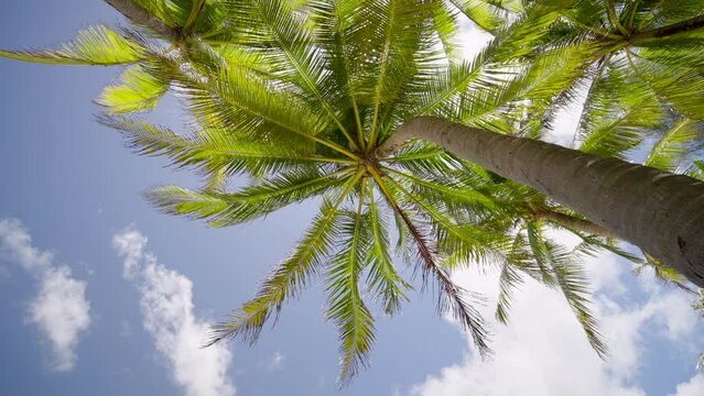 palm trees against blue sky. Coconut palm trees bottom view tropical summer beach.