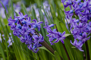 Hyazinthen im Hobbygarten