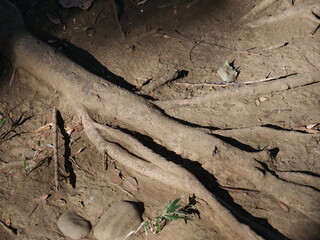 地表を這っている木の根っこ