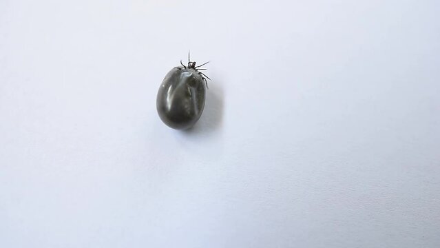 Tick (Ixodida)