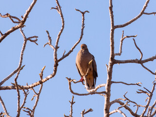 Dove