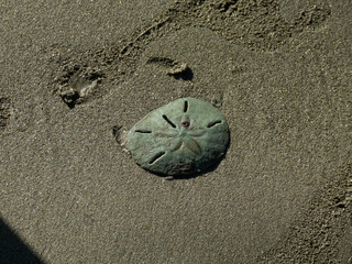 Mellita quinquiesperforata