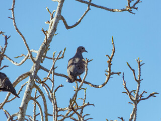 Dove
