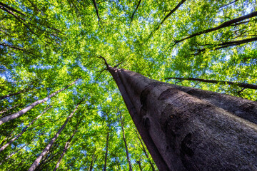Crowns of beech trees with leaves