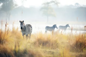 Tuinposter zebra grazing in foggy savannah © studioworkstock