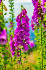  Digitalis purpurea flower in nature