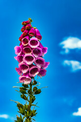  Digitalis purpurea flower in nature