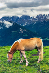 Grazing horses in alpine landscape