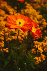 Obraz premium Orangene Blume