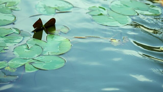carp fishes swimming in pond