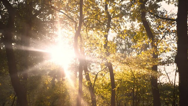 Sun rays moving trough beautiful green spring forest. Beautiful summer morning in the forest. Sun rays break through the foliage of magnificent green tree. Magical summer forest Magical landscape. Gol
