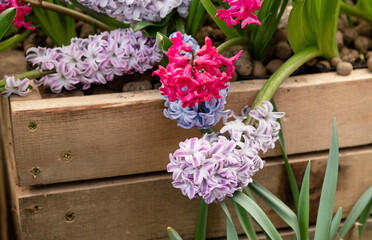 Hyacinth flowers in the garden in spring