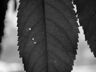 Patterns on a black and white leaf