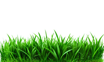  spring green grass isolated ona transparent background, Horizontally, Green field frame, Illustration, PNG.

