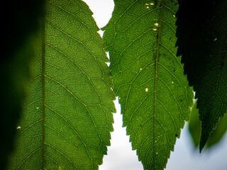 Patterns on three green leaves 