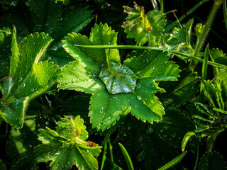 Dew on a single leaf
