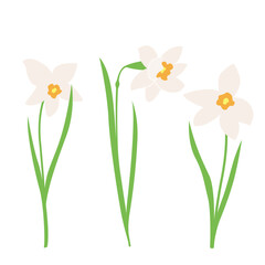 Daffodil or Jonquil spring flowering plant with white flower and leaves. Vector set early spring design elements for Happy women's day, Easter or Mother's day on a white background - obrazy, fototapety, plakaty