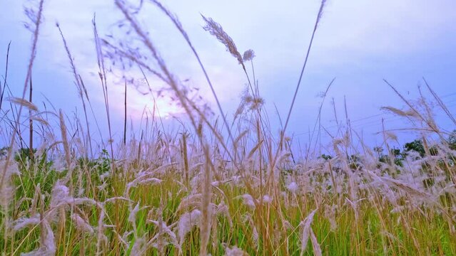 Kashful | White Flower | Saccharum spontaneum | Kash Phool | Beauty of Autumn