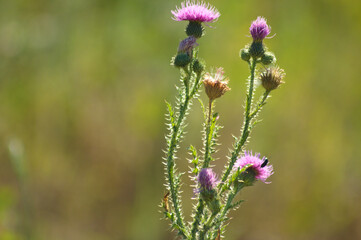 Closeup of spiny plumeless thistle flower with green blurred background
