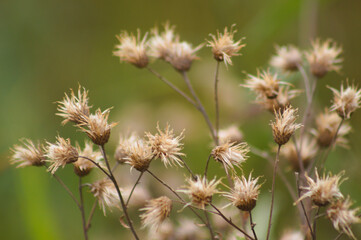 Obraz premium Closeup of fluffy creeping thistle seeds with green blurred background