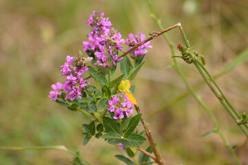 Closeup of purple loosestrife flowers with green blurred plants on background
