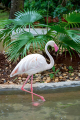 pink flamingo in the water