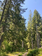 forest in the mountains