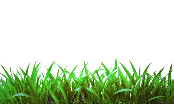  spring green grass isolated ona transparent background, Horizontally, Green field frame, Illustration, PNG.
