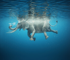 Elephant happiness under water show.