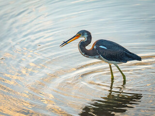 tri colored heron wading through the water with a small fish caught in its beak