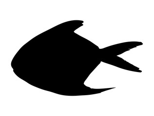 Obraz premium Pomfret fish silhouette vector art white background