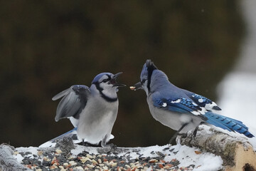 Blue Jays fighting over food against dark green hedge
