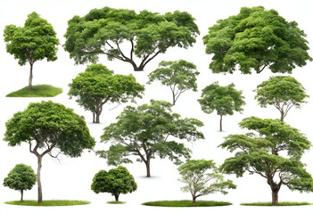 Background tree isolated green nature white leaf plant