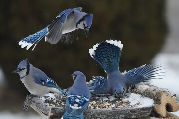 Blue Jays fighting over food against dark green hedge