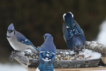 Blue Jays fighting over food against dark green hedge