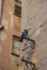 Romantic backstreet, side street or alley in historic old town of Genoa, Italy with historic...