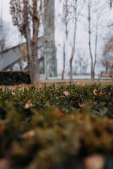 Leaf fall in the autumn park. Trees, leaves, path.