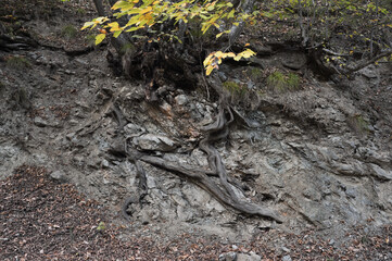 Tree on a cliff in the forest. Root system of an old tree.