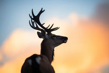 Fototapeten silhouette of a roan antelope at sunset © studioworkstock