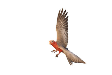 Beautiful of Galah Cockatoo flying isolated on transparent background png file © Passakorn