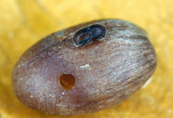 Palm seed borer (Coccotrypes dactyliperda). It is a bark beetle that destroys the seeds of date palm and other palms.