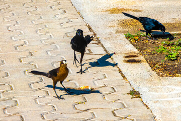 Great-tailed grackles females babies males eat feed each other.