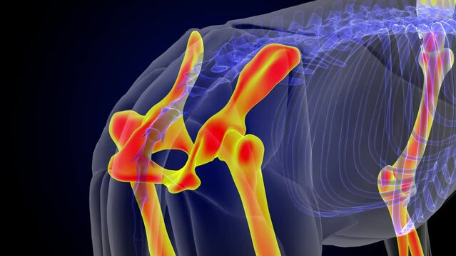 Lion skeleton hind legs anatomy for medical concept 3D rendering
