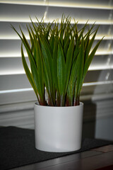 A Green Grass Plant For Home Décor 