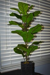 A Fiddle Leaf Fig Tree For Home Decor