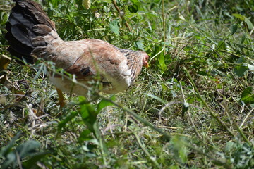 gallo