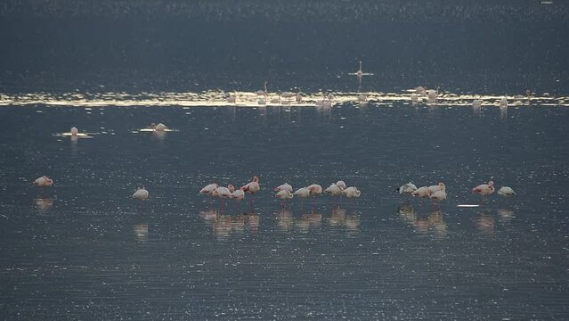 Greater flamingo in a lake