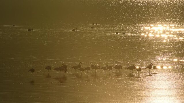 Greater flamingo at sunset